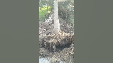 Amazing Tree Falling Video | Tree Falling On Its Own