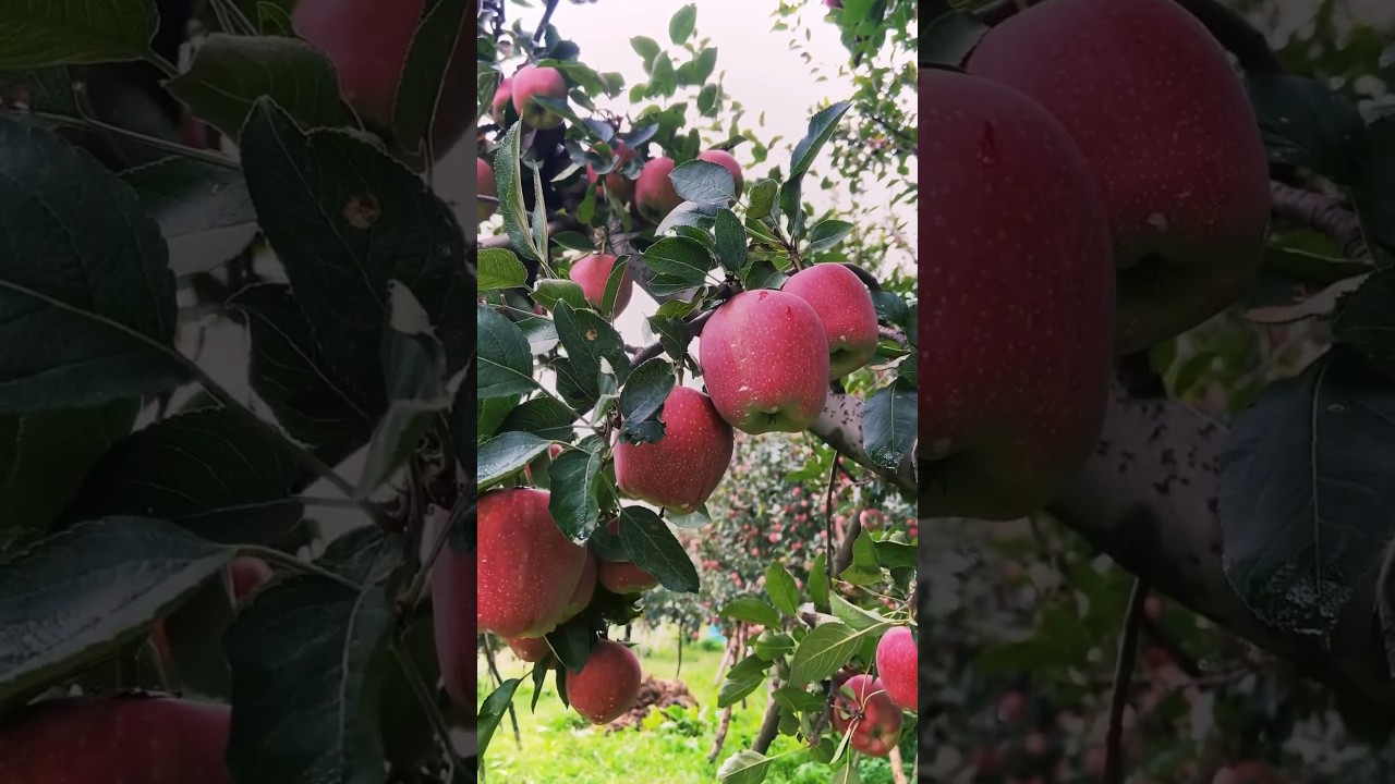 Beautiful Delicious Apple 🍎🍎 | Amazing Red Apple 