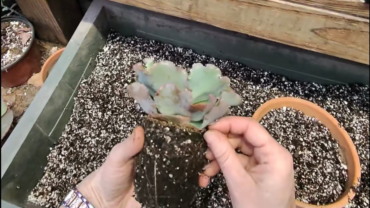 Пересадка суккулентов — два простых способа!