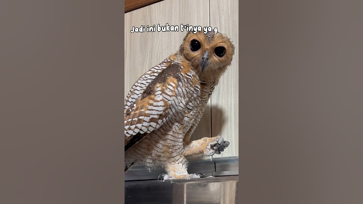 Itu bukan telur burunghantu! Ternyata itu adalah?? #funnyvideo #animals #owl #funny #pets #cute