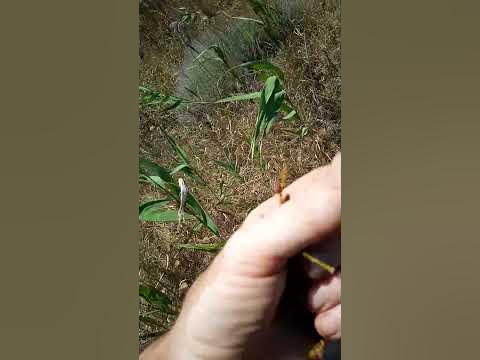 Цельная ракушка на склонах морских - YouTube