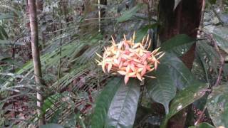 Lambir Hills National Park