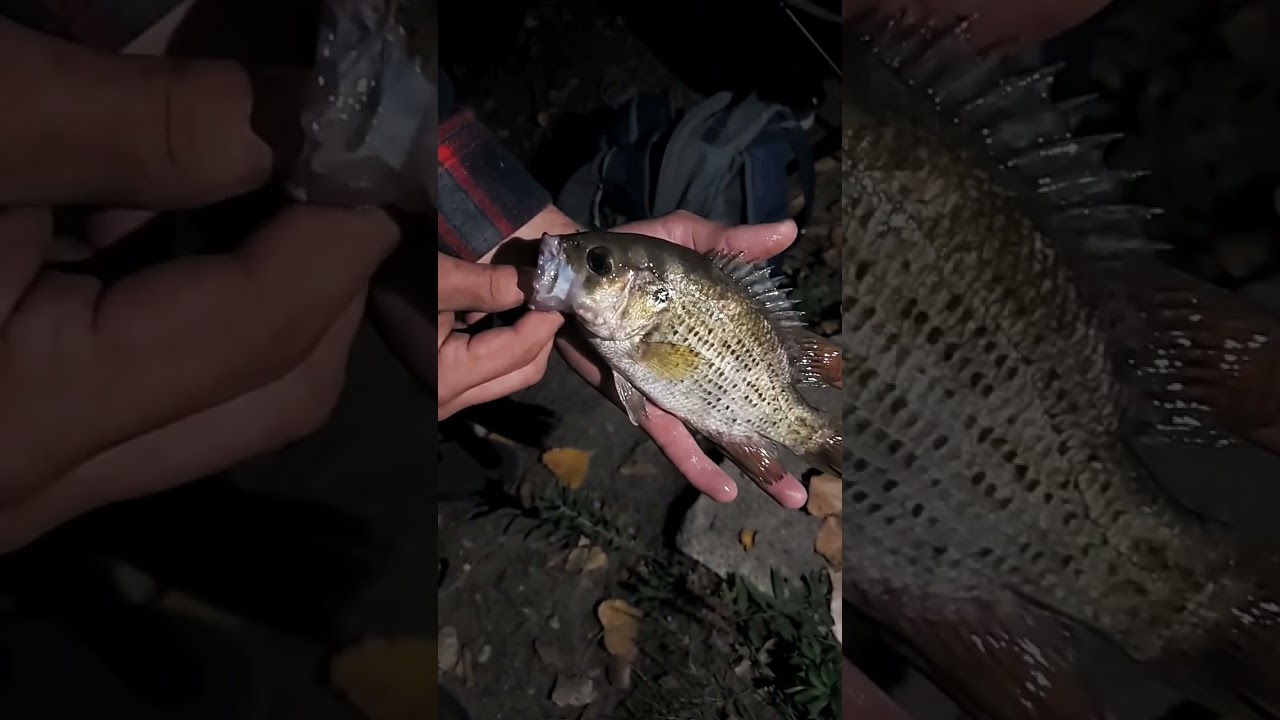 Warmouth is a freshwater fish of the sunfish family  that is found throughout the eastern USA