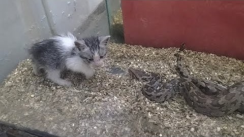 Snake eat cute kitten black and white so beautiful kitten