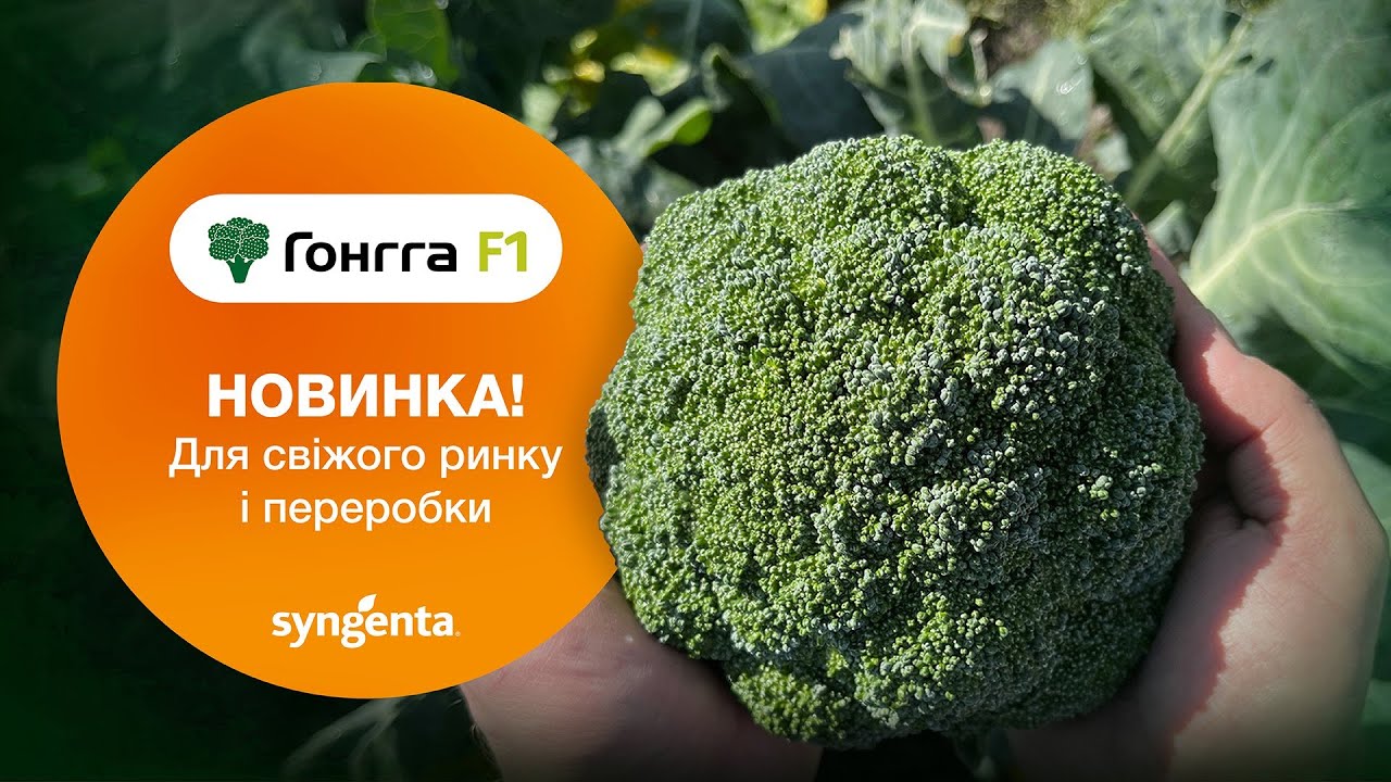 Броколі 🥦Гонгга — ідеальний гібрид для свіжого ринку та переробки!