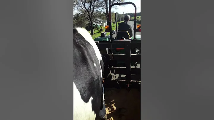 Bringing heifers home for winter.