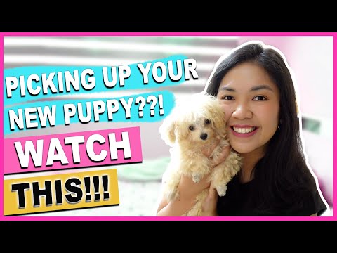 วีดีโอ: Puppy Basics 101 - วิธีดูแลสุนัขตัวใหม่ของคุณ