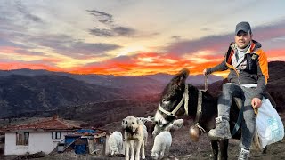 Dağda Yalniz Yaşiyor 32 İnler Kurtlara Geçi̇t Vermeyen Köpekler