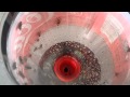 Coca cola bottle fly trap