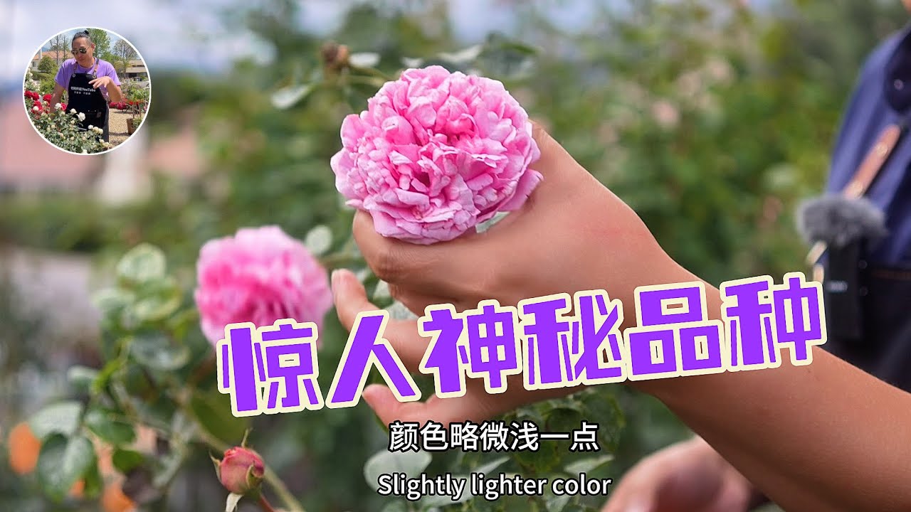 薔薇2種 秋海棠 3種まとめ-