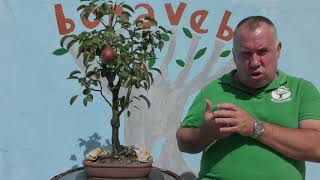 Peral y frutos julio 2019.
