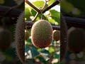The Green Pulse: 44 | Fuzzy Expansion: The Emerald Core of the Kiwi (4K)