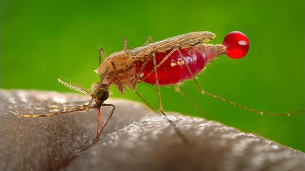 Machhar Insect MACHAR-Full Information In Urdu/Hindi - YouTube