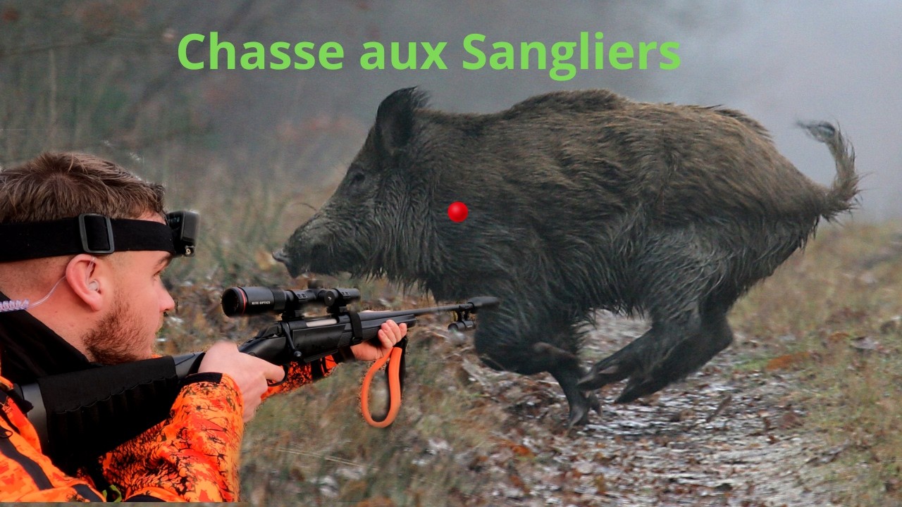 Chasse aux Sangliers