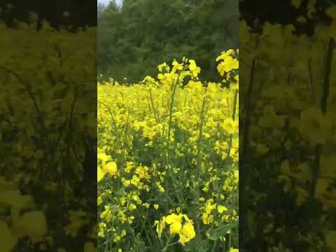 مناظر طبيعية خلابة فصل شتاء   جديد