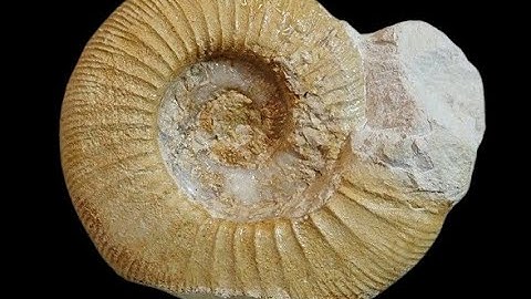 Ammonite limestone jurassic fossil preparation from Erkertshofen