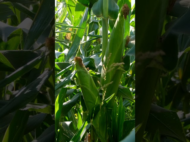 🌽 BSS 1075 — суперсолодкий гібрид цукрової кукурудзи біколор