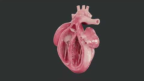 Human Heart 3D Model