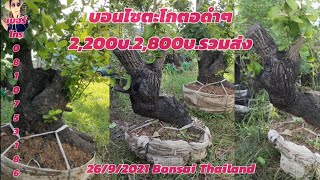 Bonsai บอนไซตะโกทรงต้นเอนตอดำสวย 2,200บ.2,800บ.รวมส่ง?????