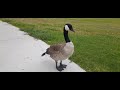 The Friendly Goose