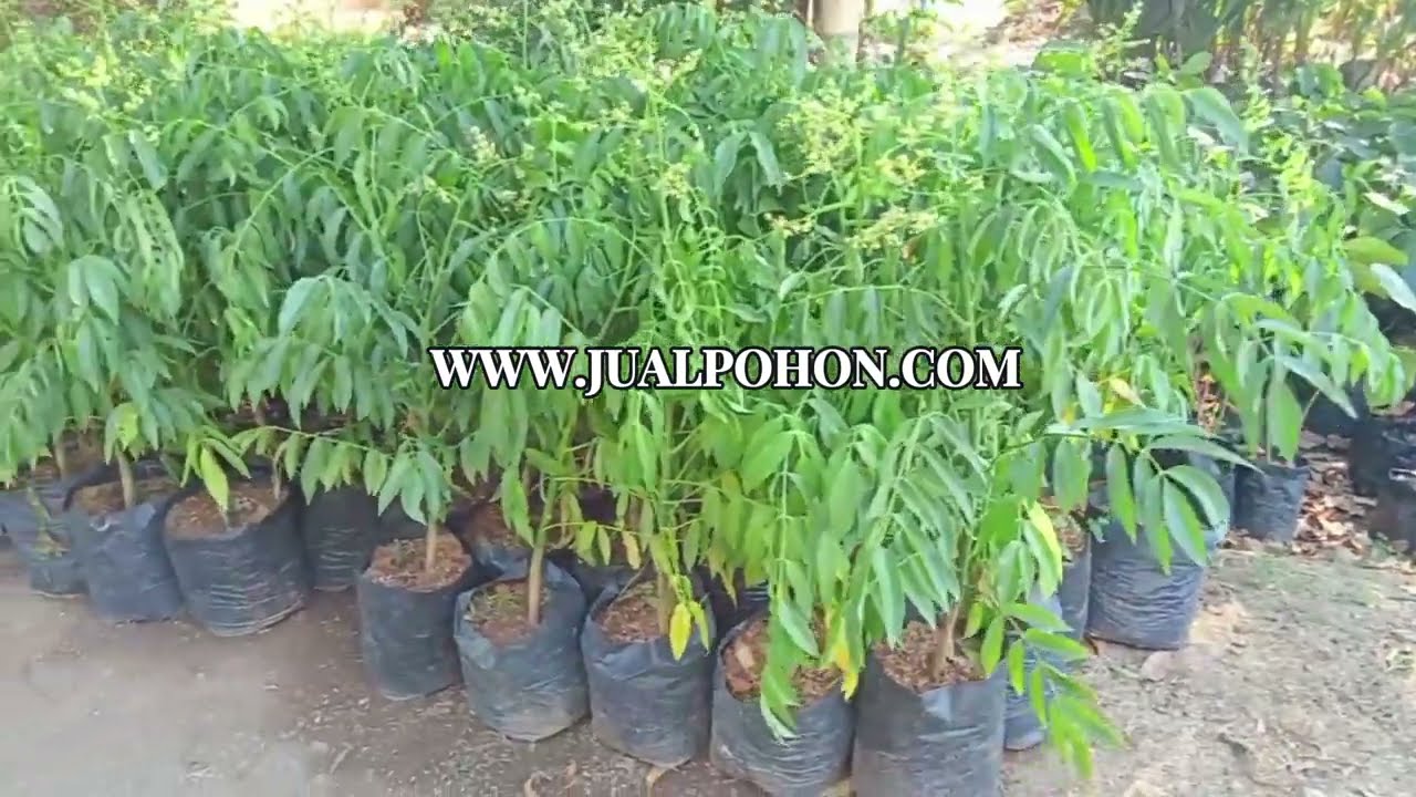 Solusi Kebun Produktif: Tanam Bibit Kedondong Berkualitas!