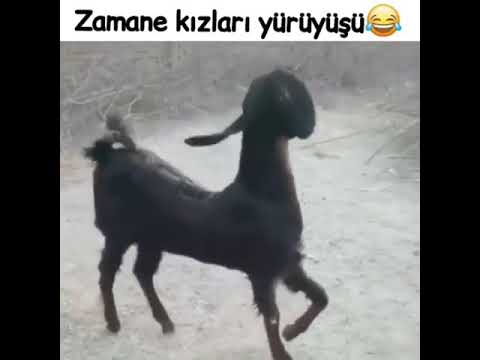 Zamane kızlar #netdmüzik #tiktok #tiktokcreator #allfor1turkey #honamlifestyle #likeforlikes