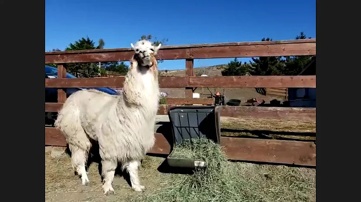 Sweet Farm Sanctuary Tour with Sandra Lawrence