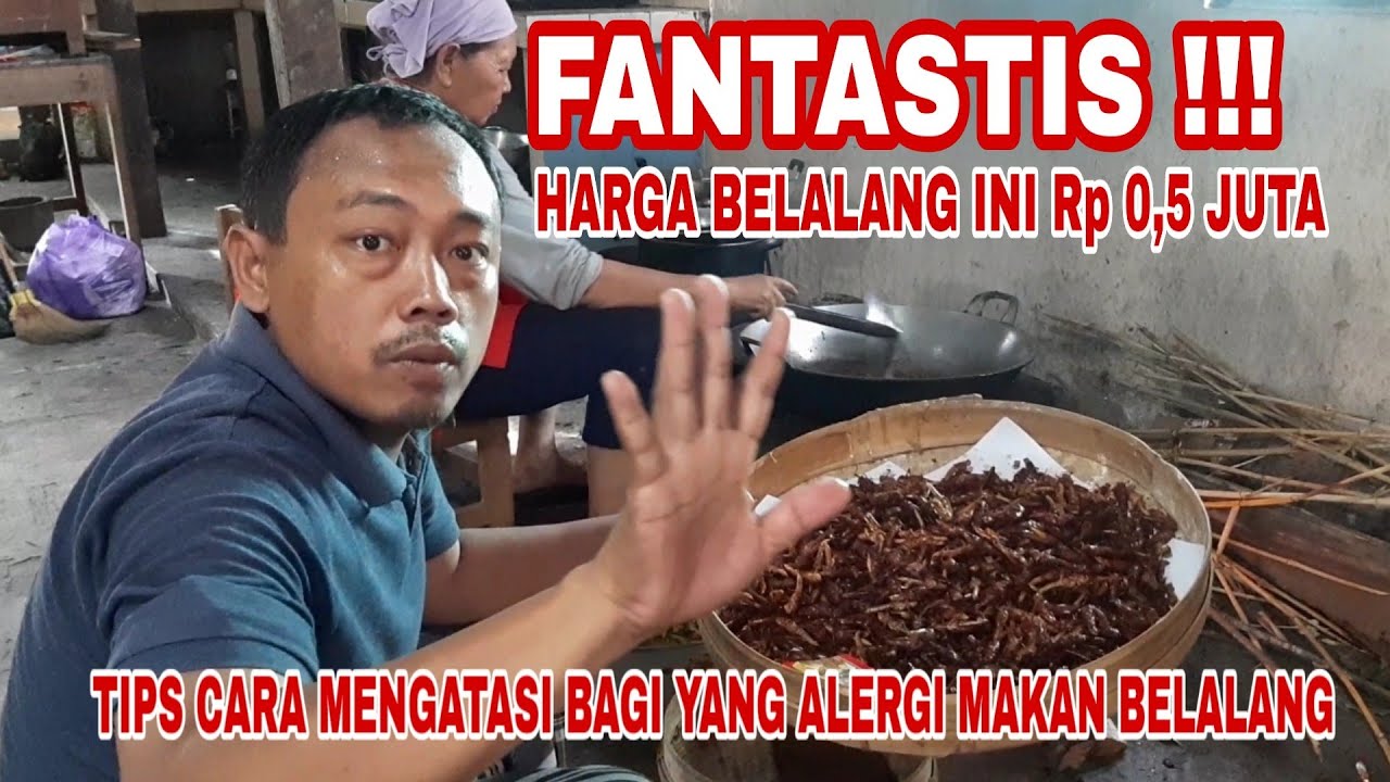 FANTASTIS HARGA BELALANG Rp 0,5 JUTA. Proses Memasak dan Tips Cara