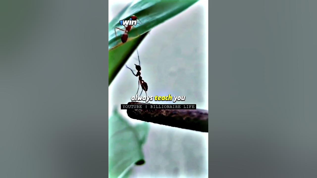 WRONG PEOPLE 😎🔥WhatsApp Status #shorts Billionaire Attitude Status🔥#motivation #quotes