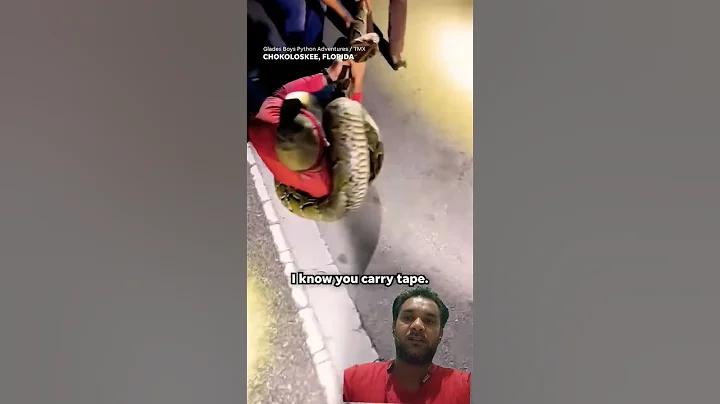 Python hunters wrestle 19-foot-long record-breaking snake #Shorts