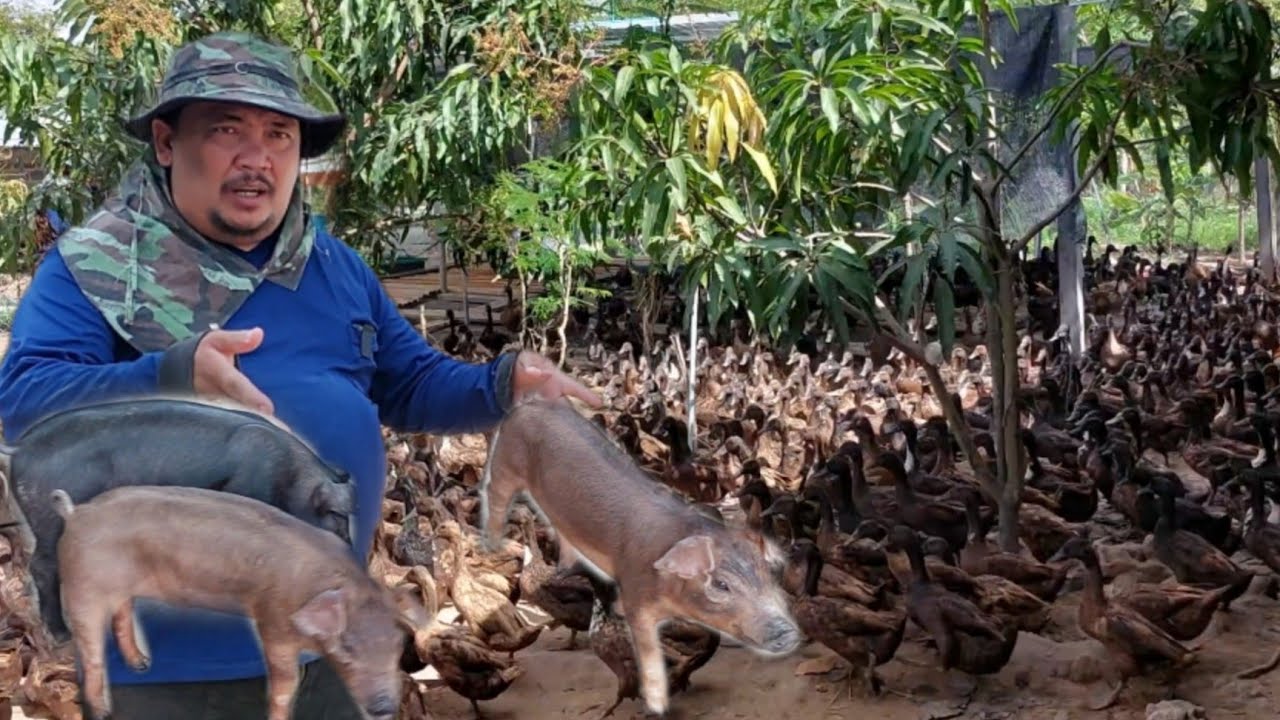 เลี้ยงขุนเป็ดไข่เพื่อขายเป็ดสาว เลี้ยงเยอะขนาดนี้...มีระบบฟาร์มยังไง??