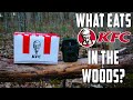 What eats kfc left in the woods trail camera footage