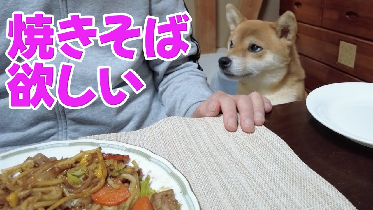 Give me a little] Yakisoba smells good to Shiba Inu too! Shiba Inu