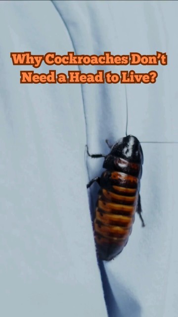 Did you know that a cockroach can live for weeks without its head ...
