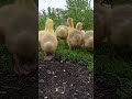 На траві гуси #animals #chicks #garden #goose #farm #farming #funny  #duck #birds #chicken