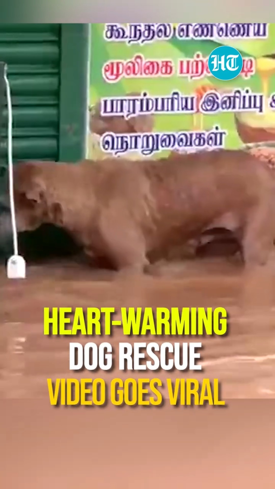 Cyclone Fengal: Locals Rescue Dog Stuck In Flooded Puducherry