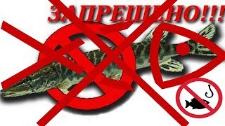 Весенний нерестовый запрет разговор с инспектором рыбоохраны