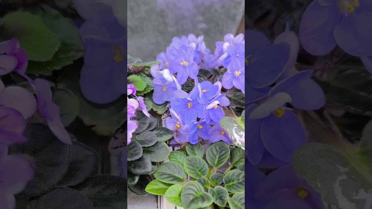 Цветущие фиалки в сентябре 