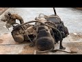 Engine Restoration of 1990 SYM Angel Hi | Restore Tear Down Old Rusty Motor