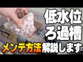 【亀飼育】子ガメ低水位でも水換えなし?定期的なメンテで濾過能力を維持!【カメフィルター】