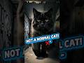 ​I Found a MONSTER Cat! 🐈‍⬛😱 #Shorts ​#mystery