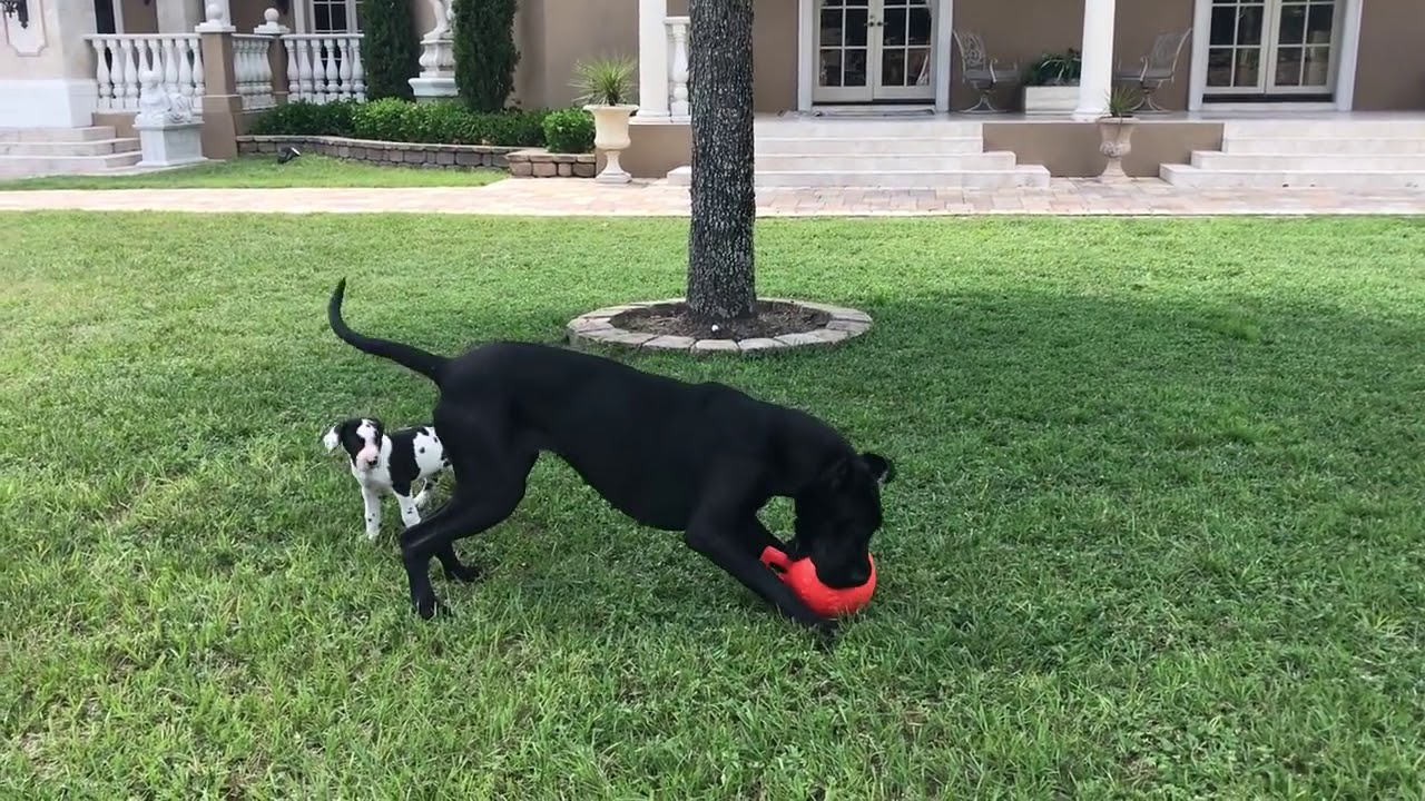 Happy Great Dane Shows Off Jolly Ball Zoomies to New Puppy YouTube