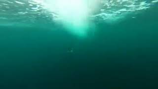 تخيل أن تجد هذا #الحوت القاتل يطاردك تحت #الماء!⁣مشهد مثير لحوت #أركة يلحق بقارب مسرع دون عناء..