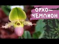 Орхо-чемпион в цветении! Пафиопедилум "Пиноккио" - вечно цветущая орхидея