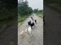 Assam Goat Farm | Assam Hill Goat পালন | অসমৰ ছাগলী পালন 🐐🌿