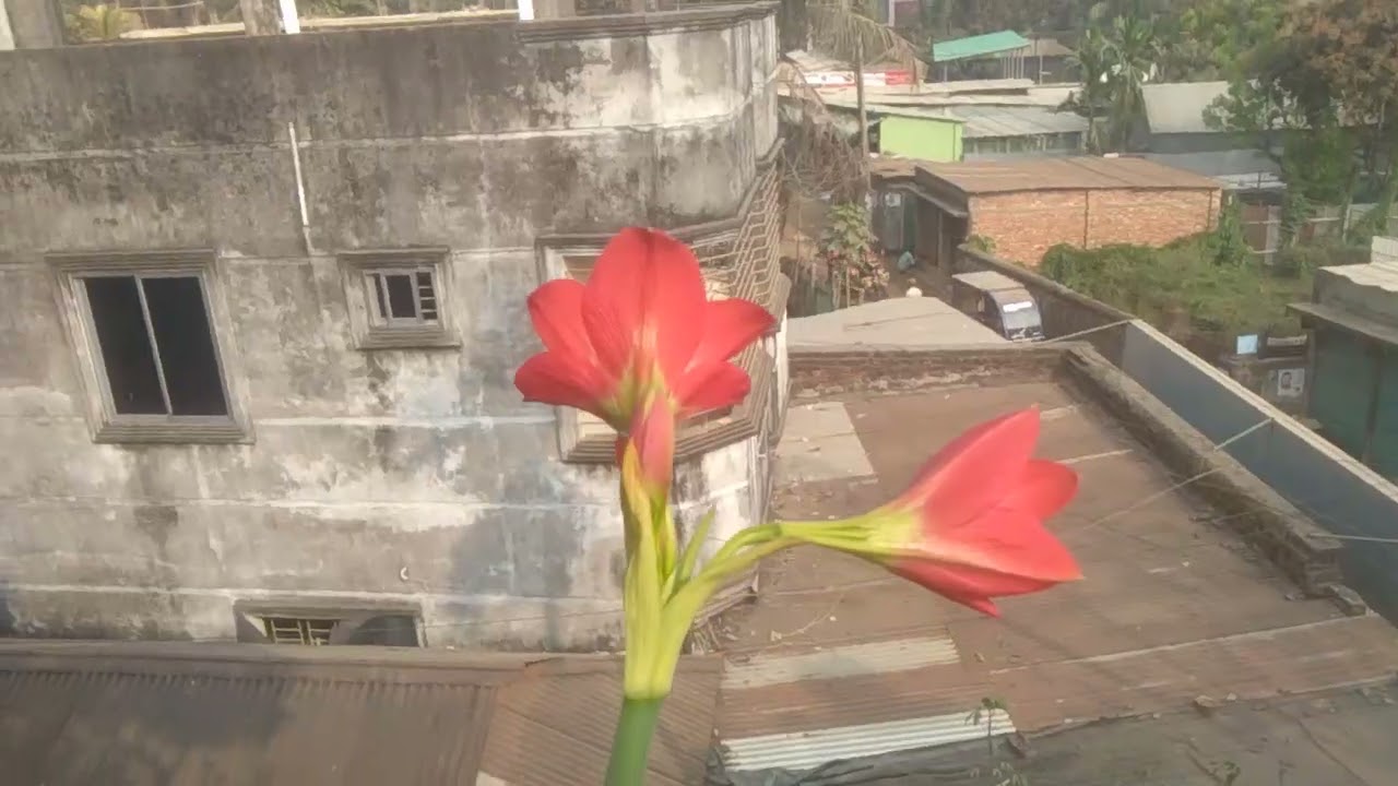 ছাদ বাগান 