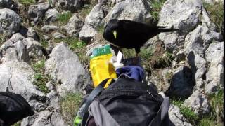 Kavče žlutozobé, Pyrrhocorax graculus, Alpine Chough