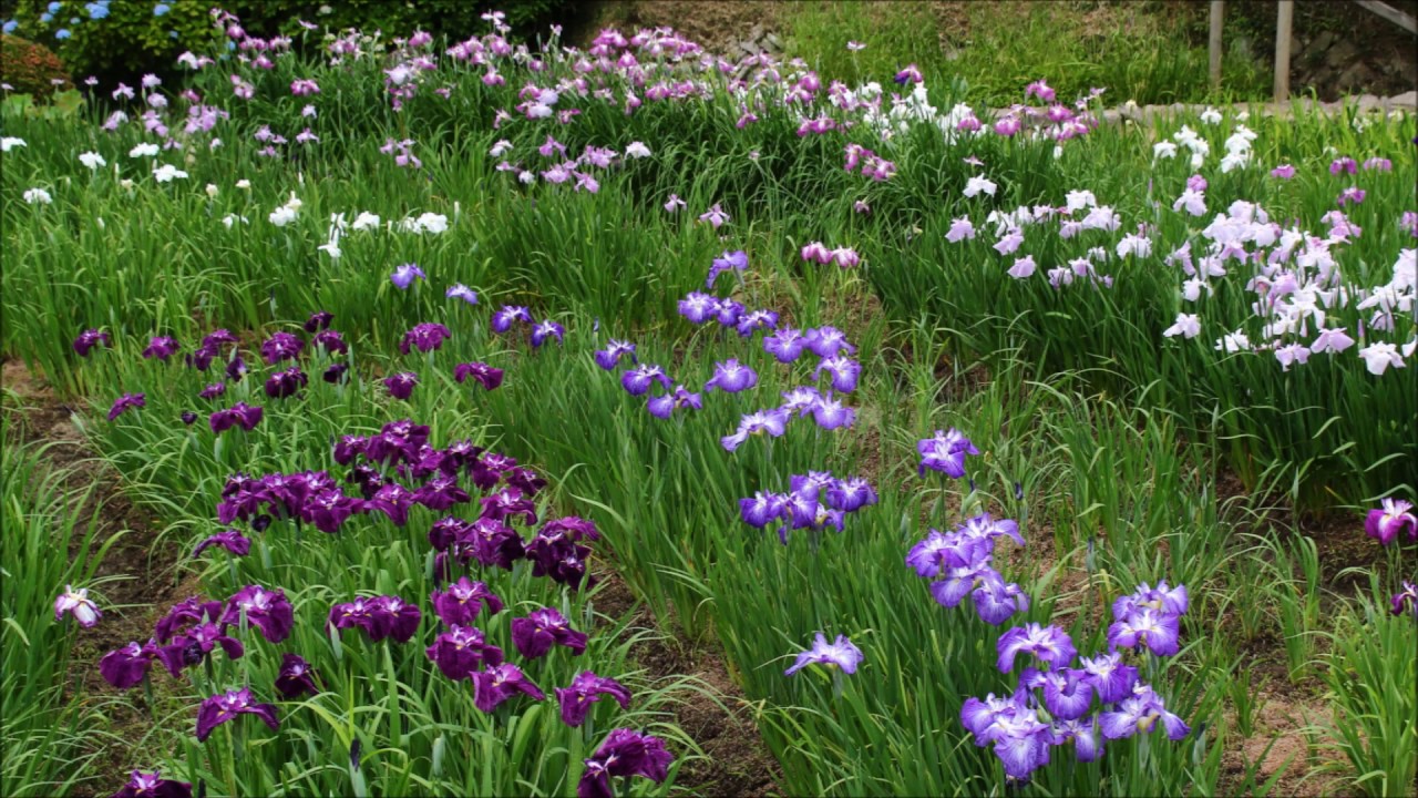 奈良駅から 滝谷花しょうぶ園へのアクセス おすすめの行き方を紹介します 関西のお勧めスポットのアクセス方法と楽しみ方 奈良駅から 滝谷花しょうぶ園へのアクセス おすすめの行き方を紹介します 関西のお勧めスポットのアクセス方法と楽しみ方