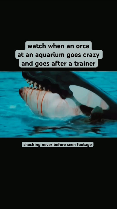 The Horrifying Last Moment Of Orca Trainer Jessica Radcliffe