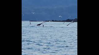 Bubble Net Feeding